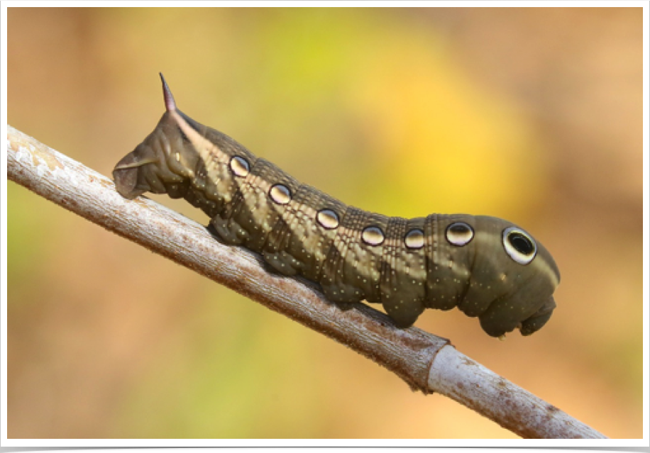 Tersa Sphinx
Xylophanes tersa
Perry County, Alabama